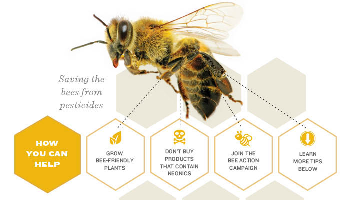 Saving the bees from pesticides linked to Colony Collapse