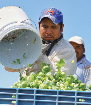 Covilli farmworker