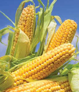 corn