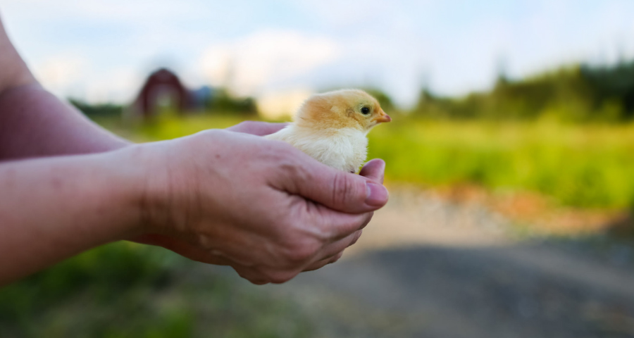 Woman holding a chick.