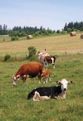 cows