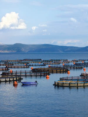 Fish farm