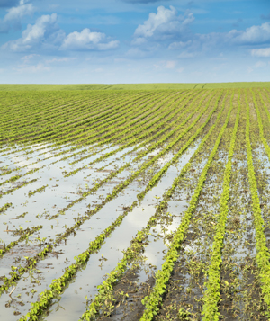 Flooded field