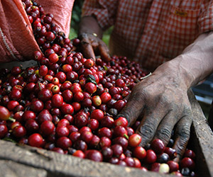 fresh whole coffee beans