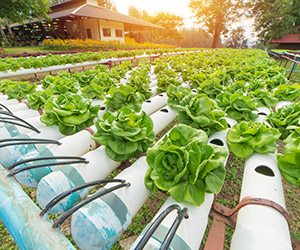 hydroponics farm cabbage