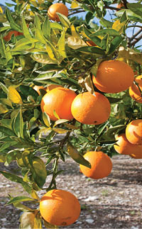 Orange grove