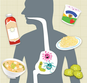 How hardworking microbes ferment cabbage into kimchi