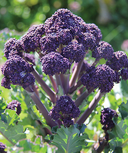 organic purple sprouting broccoli white