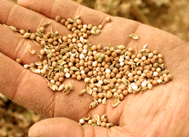 Seeds in a person's hand