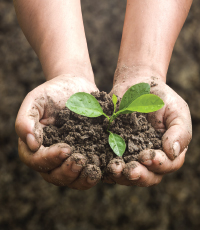 Hands holding soil