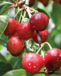 Cherries