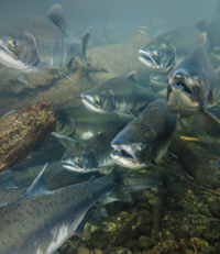 Salmon