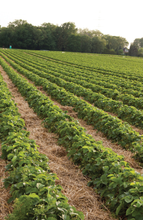 Strawberry field