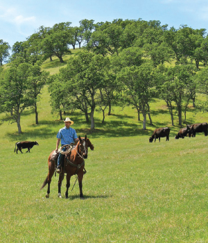 SunFed Ranch