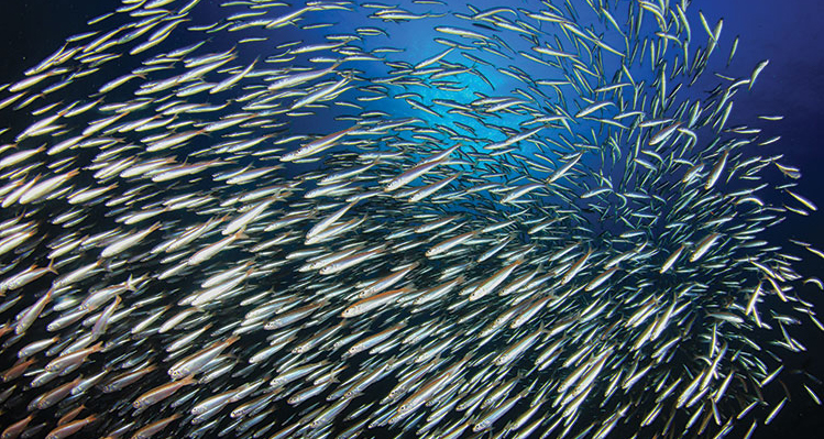 Are Puget Sound's tiniest fish in peril?