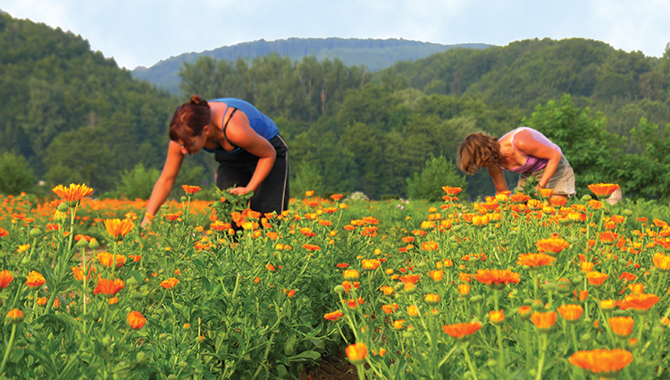 Women in a field picking calendula