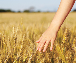 Person in field touching wheat