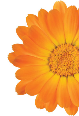 calendula