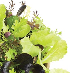 cascade cuts salad bowl