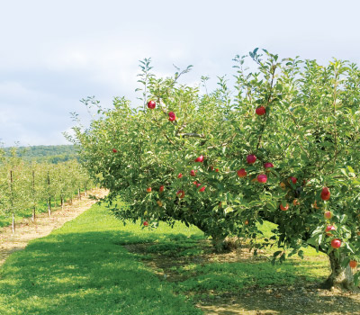 how bout them apples