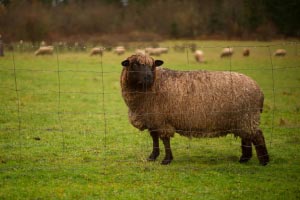 sheep camelot downs farms