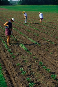 farmers & field