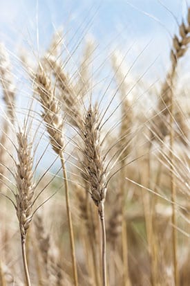 Wheat iStock RF