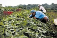 farmers in field