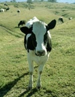 cow