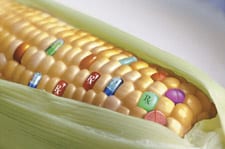 ge corn