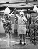 bananas being washed