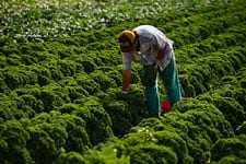 farmer in field