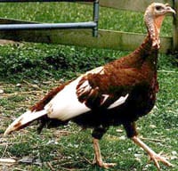 heirloom hen