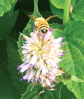 moonvalley organics bee on flower