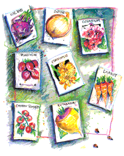 seed packets graphic