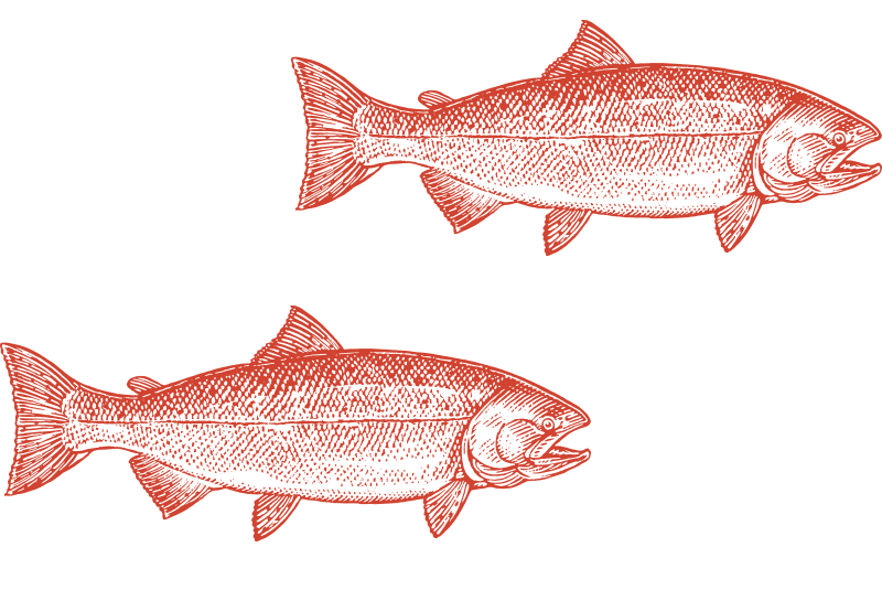 Salmon