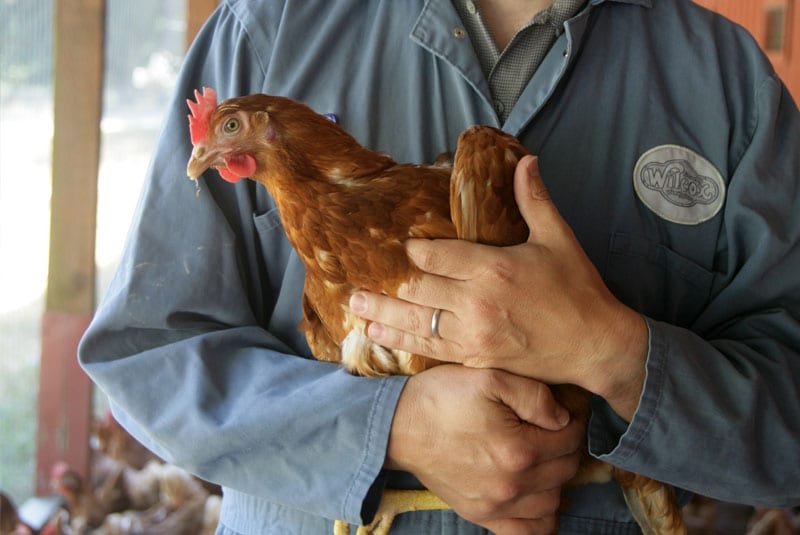Animal Welfare