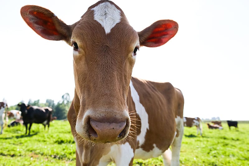Dairy cow