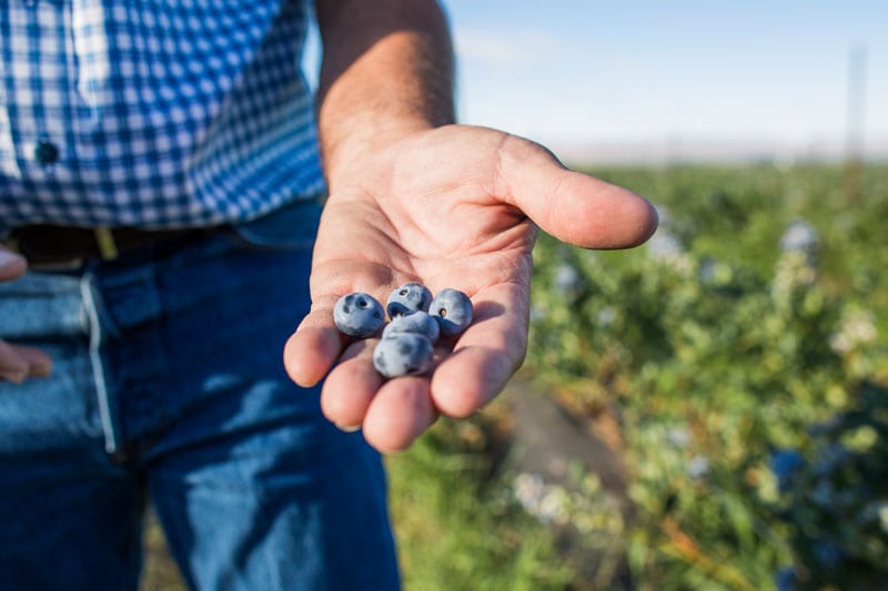 Blueberries in farmer's hand