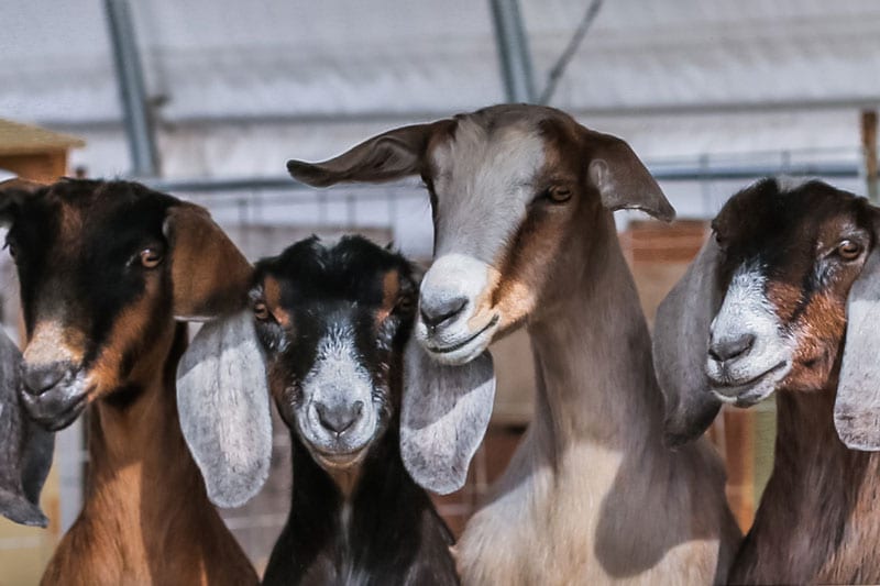 Goats on a farm
