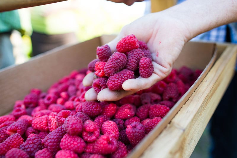 person holding raspberries
