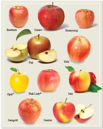 Different Kinds Of Apples Chart