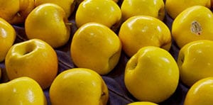 The Opal apple: no browning