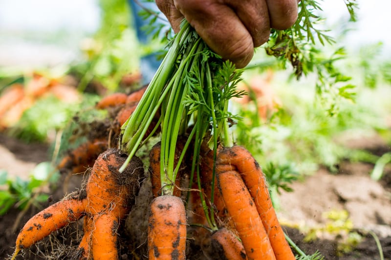 carrots covered in dirt being pulled from soil
