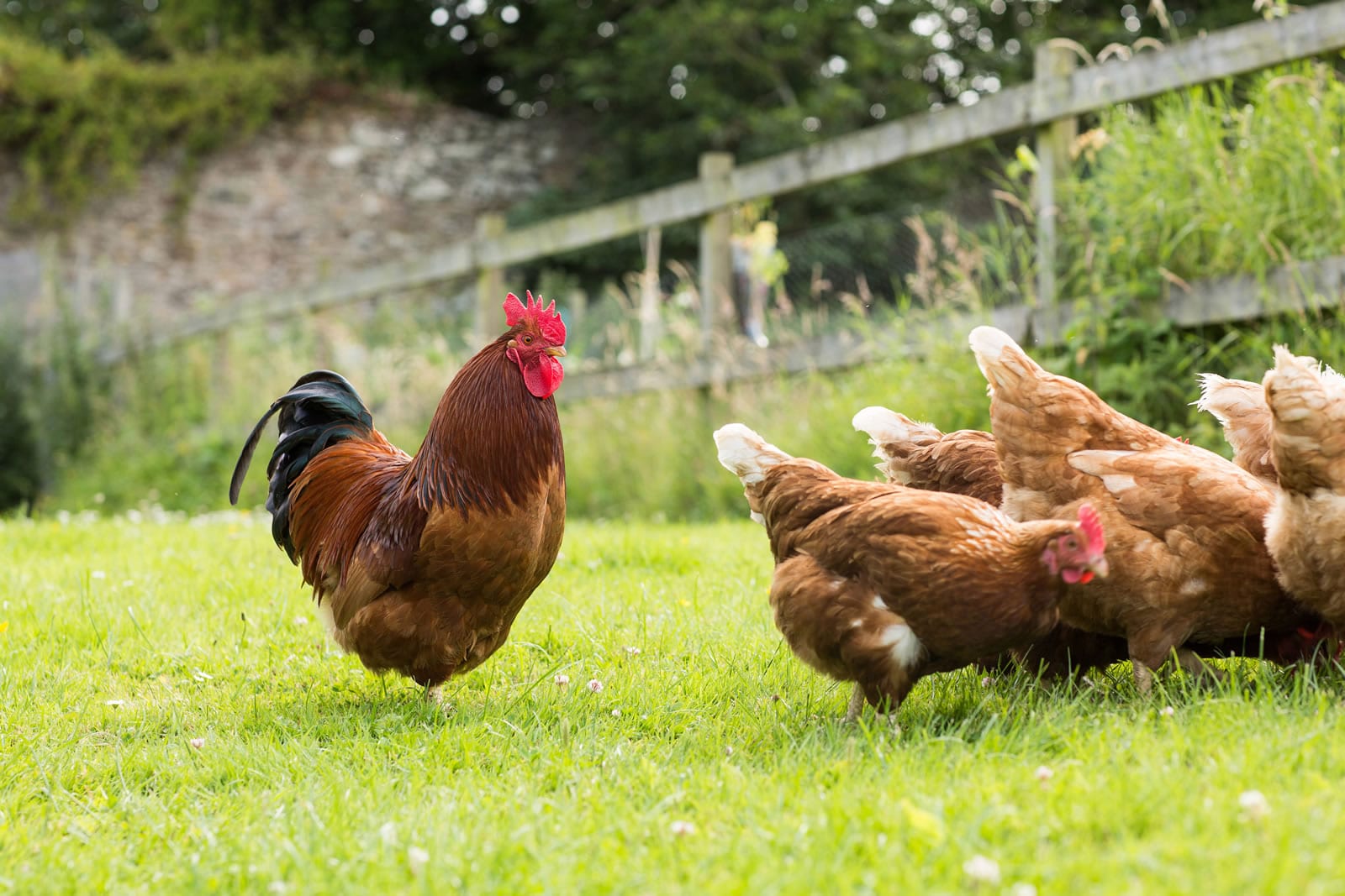 chickens on lawn