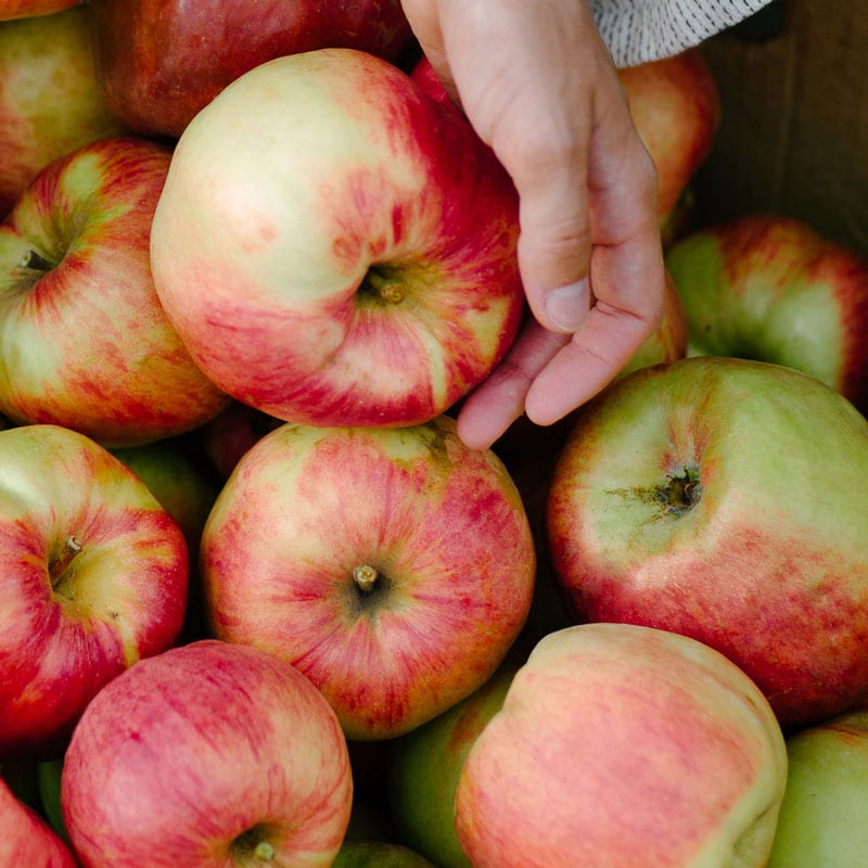 Fuji - New York Apple Association