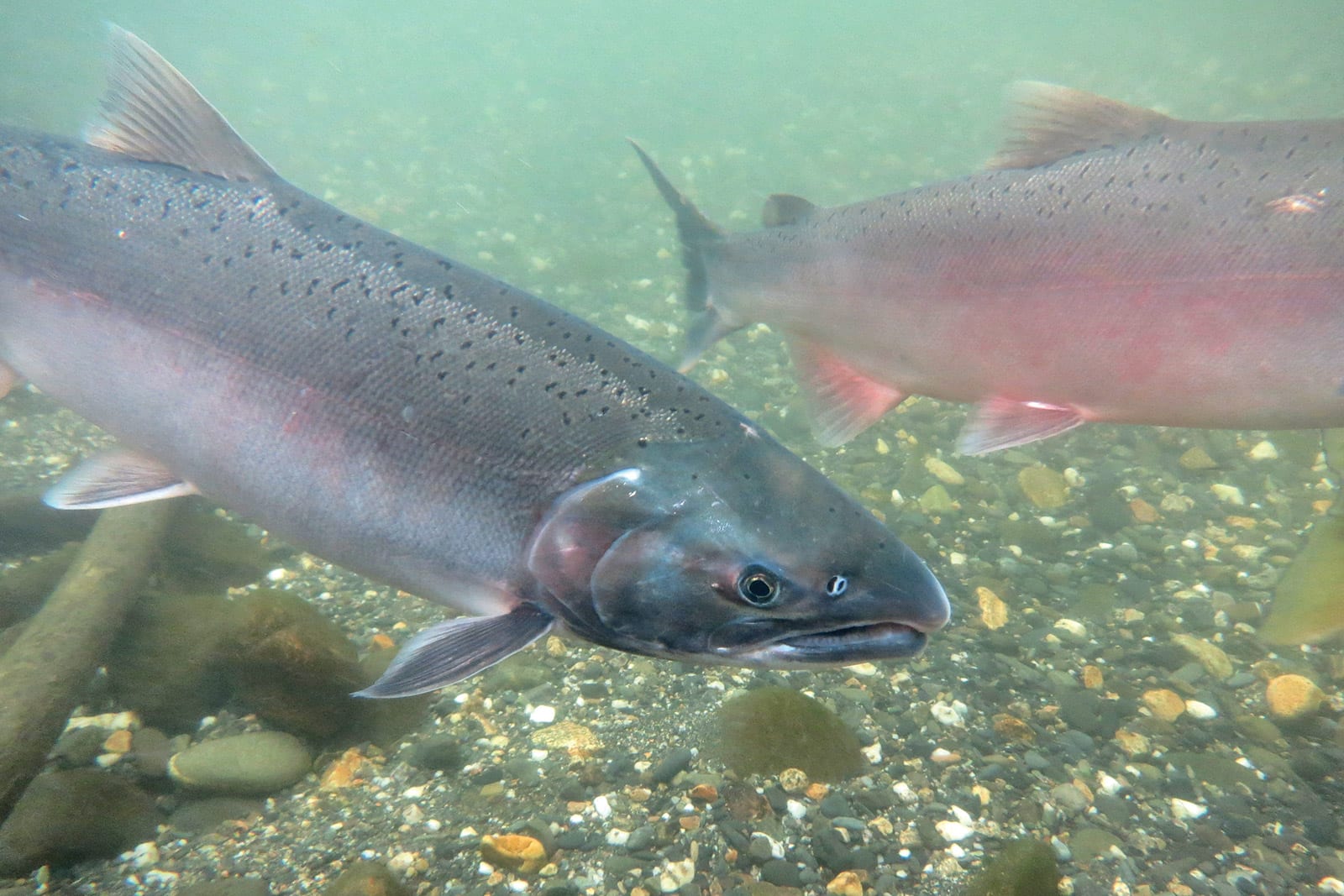 silver salmon swimming