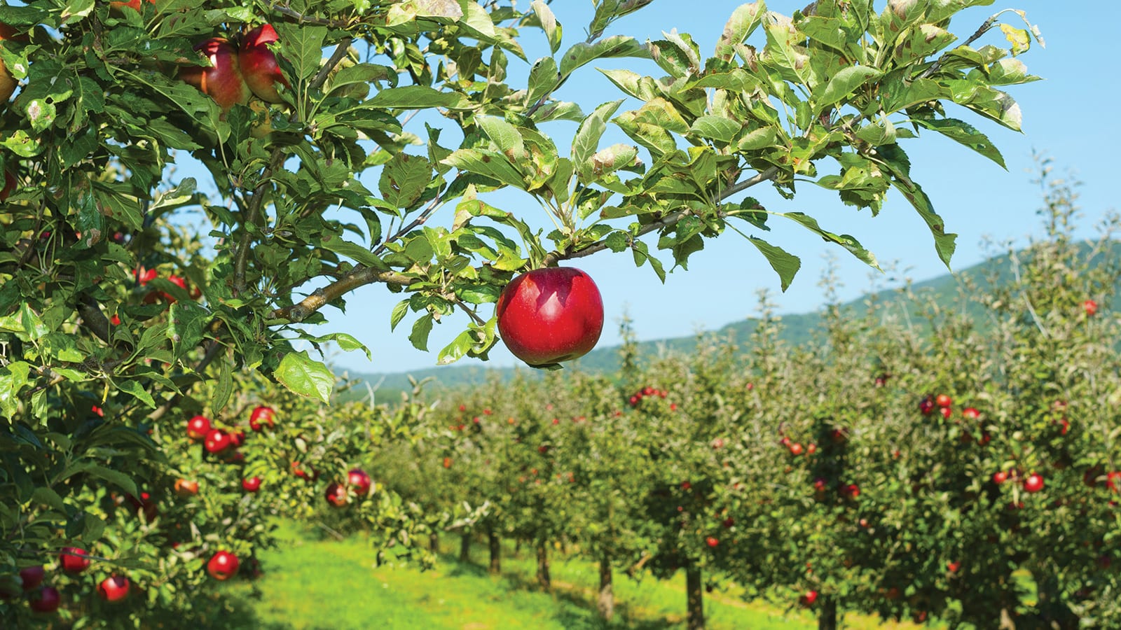 apple orchard