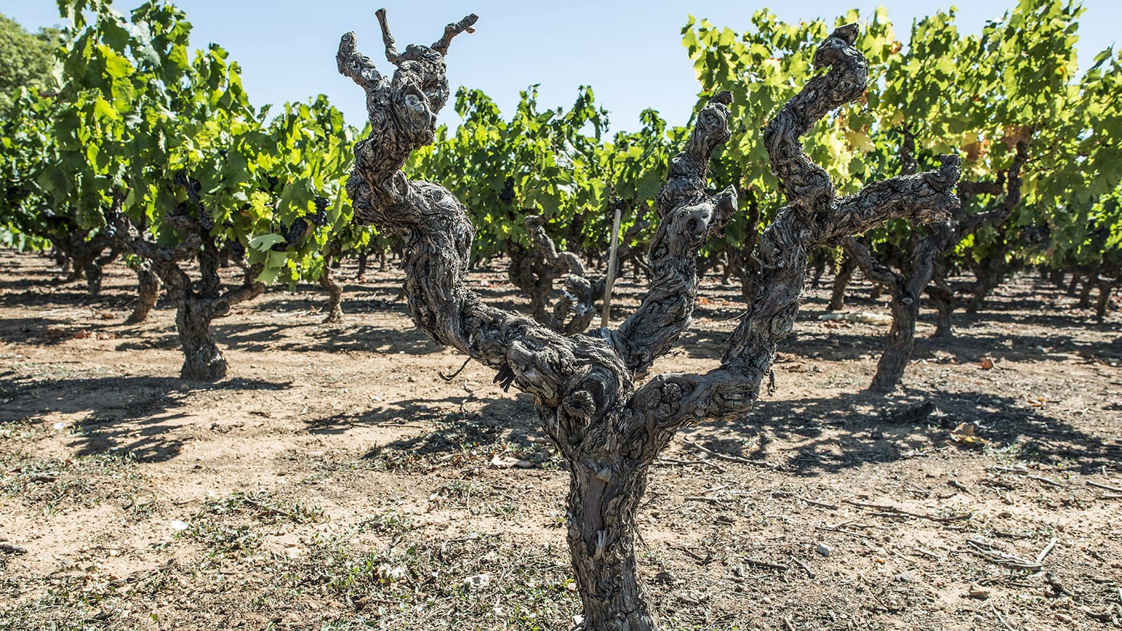 withered vineyard tree drought