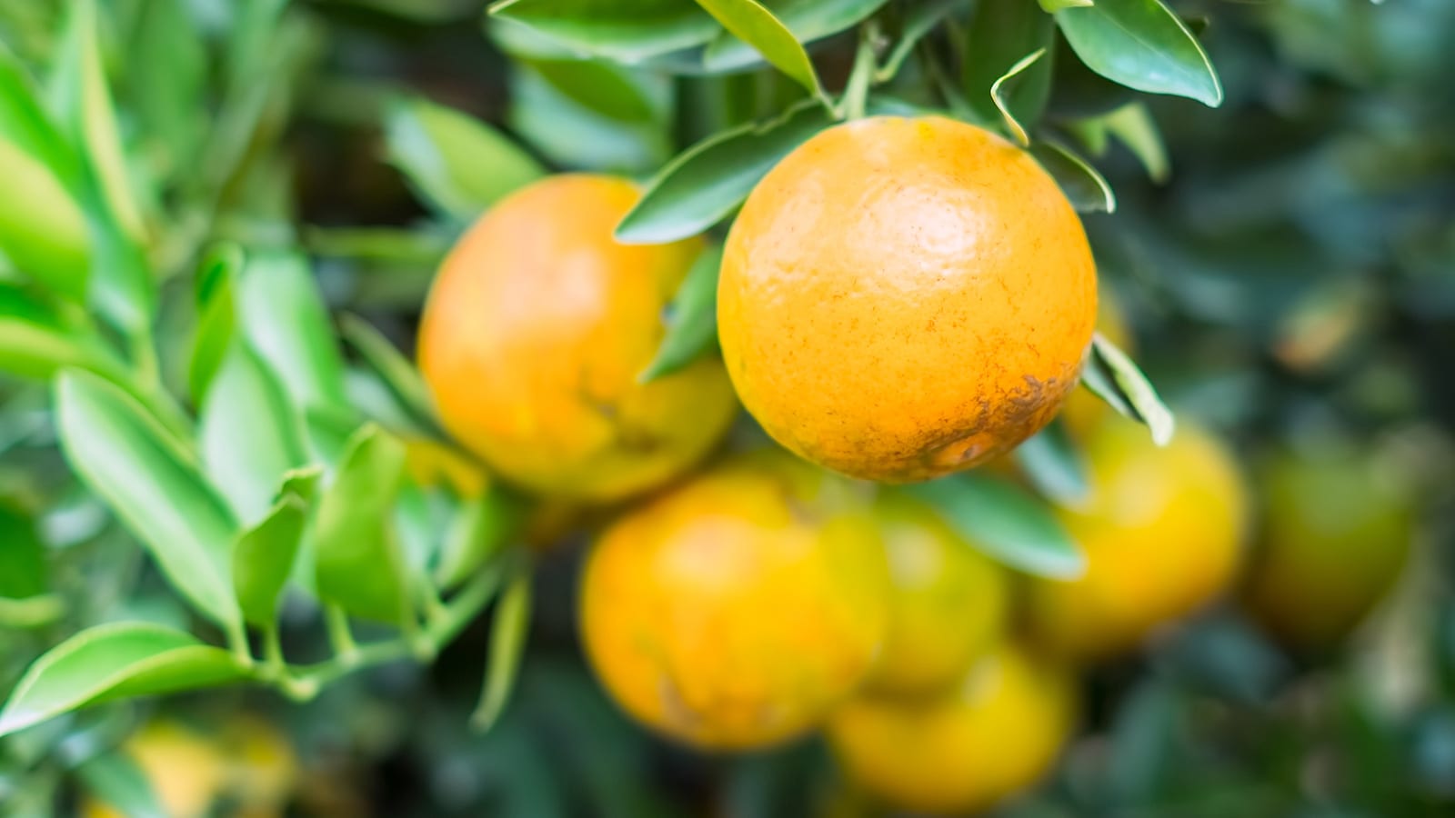 oranges on tree